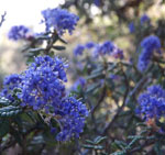 Dark Star Ceanothus