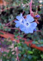 Burmese Plumbago