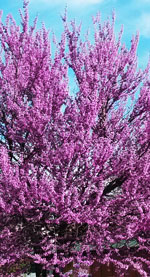 Eastern Redbud