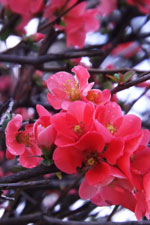 Flowering Quince