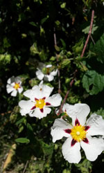 procumbent rockrose