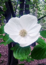 Pacific Dogwood