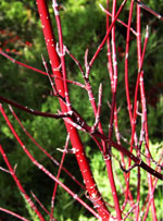 Red Twig Dogwood