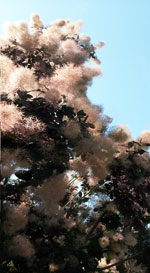 Smoke Tree