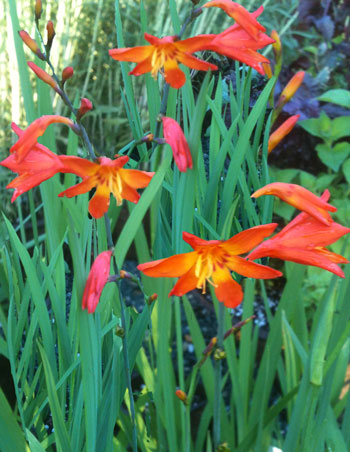 Emberglow Crocosmia