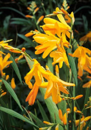 george davidson crocosmia