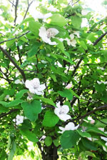 Fruiting Quince