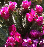 Tree Cholla Blossom