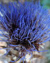 Cardoon Blossom