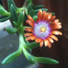 Delosperma blossom