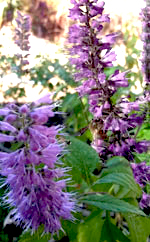 Chinese Mint Shrub