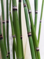 Horsetail