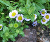 Wayne Roderick Seaside Daisy