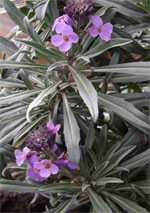 Bowles mauve wallflower