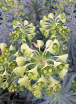 mediterranean spurge