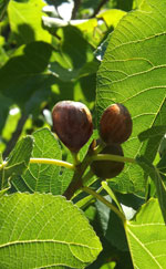 Brown Turkey Fig