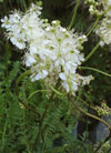 meadowsweet