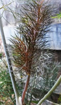 Bronze Leaf Fennel