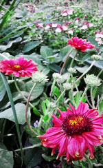 burgundy blanket flower