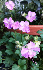 Hardy Geranium