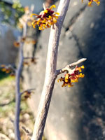 Vernal Witch Hazel