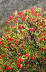 Toyon