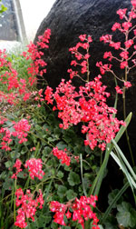 Coral Bells