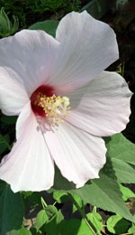 California Hibiscus