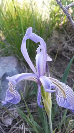 blue flag iris