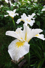 Canyon Snow Pacific Coast Iris 