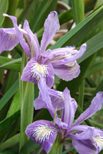 Douglas Iris