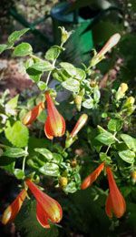 heart leaf penstemon