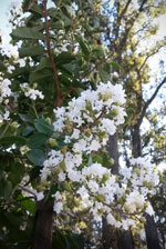 Natchez Crape Myrtle