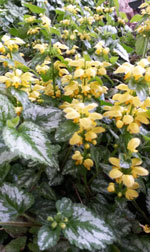 yellow archangel