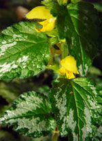 Yellow Archangel