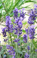 Lisa Marie Dwarf English Lavender