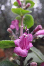 Baja Pitcher Sage