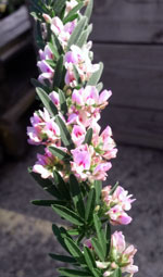 Slender Bush Clover