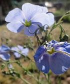 Blue Flax