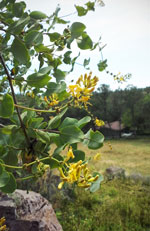 Chaparral Honeysuckle