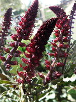 beaujolais gooseneck loosestrife