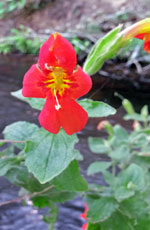 Scarlet Monkeyflower