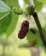 red mulberry