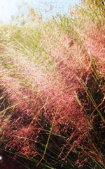 pink muhly