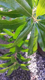 Pacific Wax Myrtle