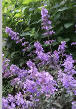 dwarf catmint