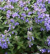 Walker's Low Catmint