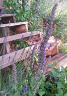 Spanish Catmint