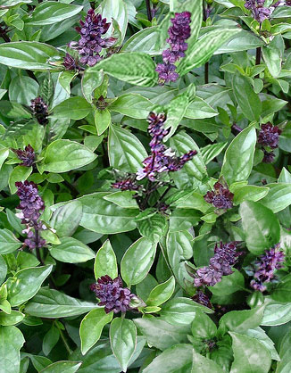 cinnamon basil