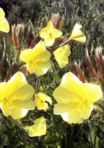 Hooker's Evening Primrose